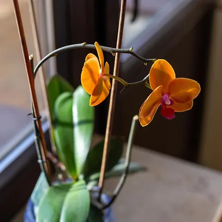 Dom Rekolekcyjny Vincentinum 3* Krzeszowice